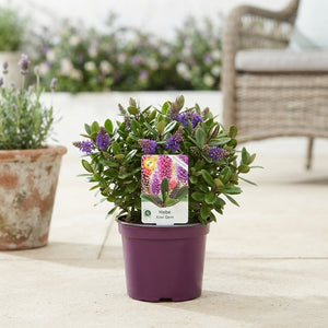 Hebe 'Kiwi Gem' – 13cm Pot, 25cm High