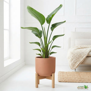 White Bird of Paradise (Strelitzia nicolai) – 24cm Pot, 160cm