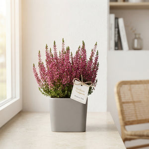 Calluna vulgaris Heather Balcony Planter – 27cm