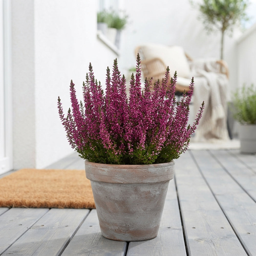 Calluna Vulgaris Trio Heather Planter – 27cm Pot
