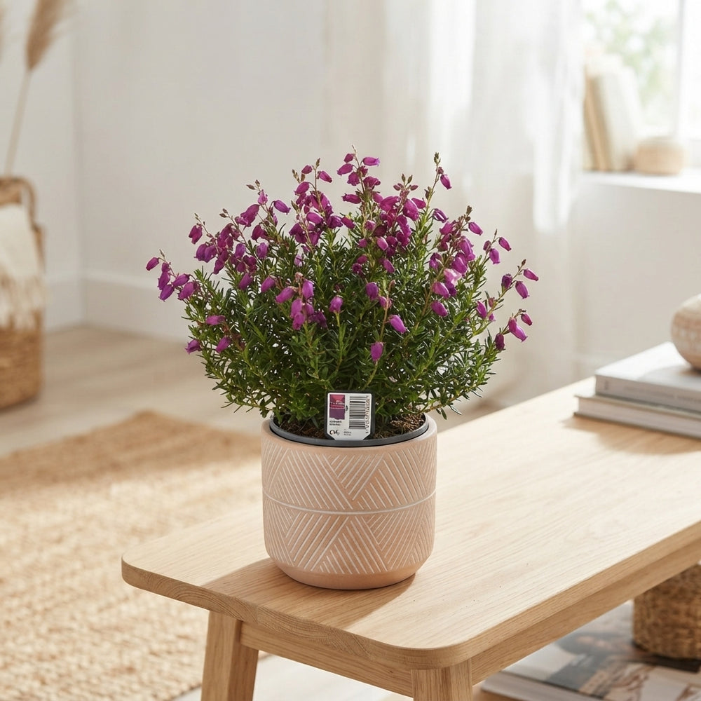Daboecia cantabrica Trio – 11cm Pot