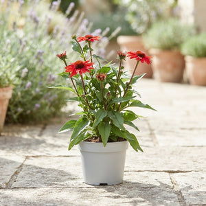 Red Echinacea (Echinacea) – 15cm Pot