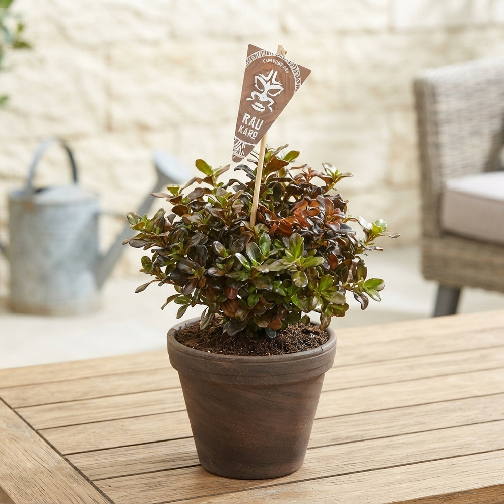 Mixed Coprosma Shrub – 13cm Pot, 35cm High