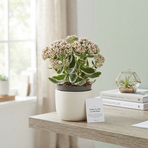 Sedum ‘La Vie en Rose’ – 12cm Pot