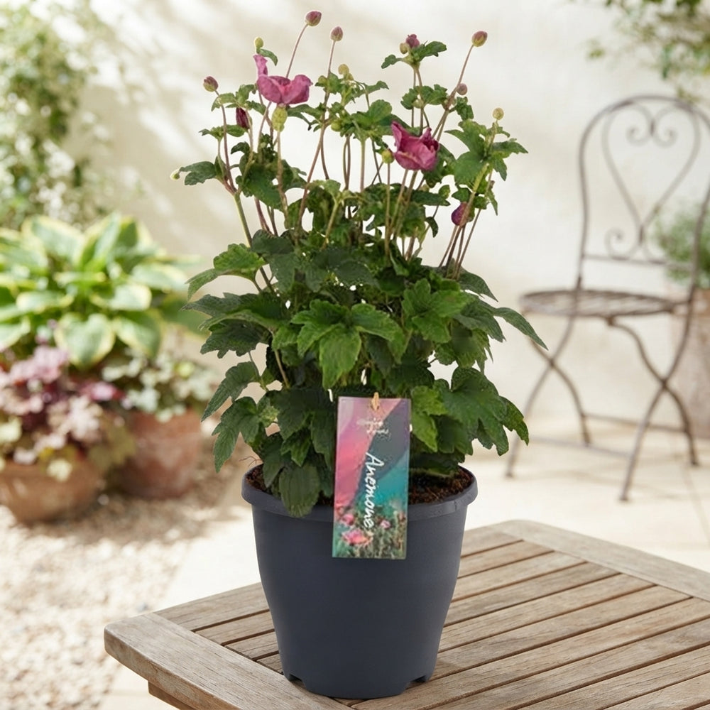 Japanese Anemone ‘Emmy Deep Rose’ – 23cm Pot