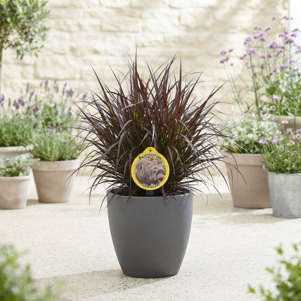 Pennisetum Ornamental Grass – 23cm Pot