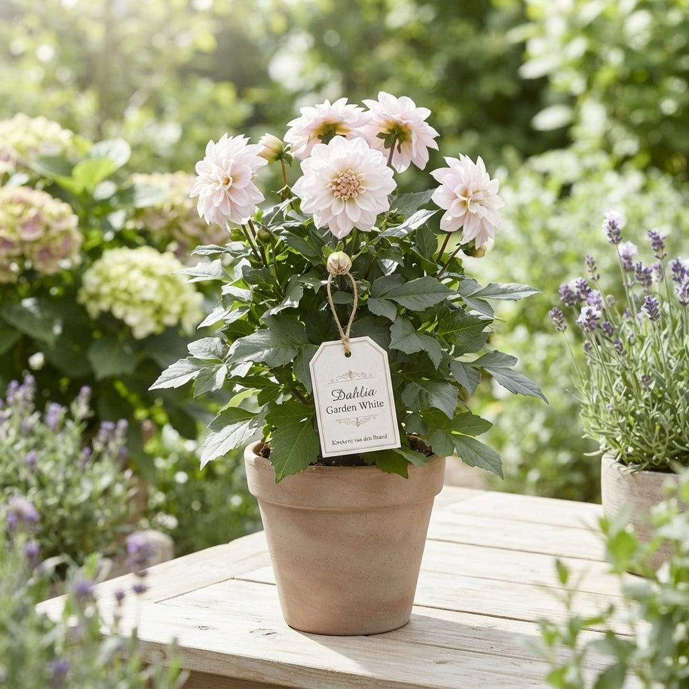 White Garden Dahlia – 19cm Pot, Approx. 44cm High