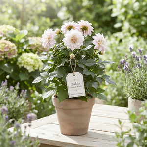White Garden Dahlia – 19cm Pot, Approx. 44cm High