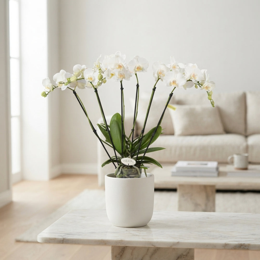 White Phalaenopsis Orchid – 5 Stem, 12cm Pot