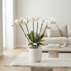 White Phalaenopsis Orchid – 5 Stem, 12cm Pot
