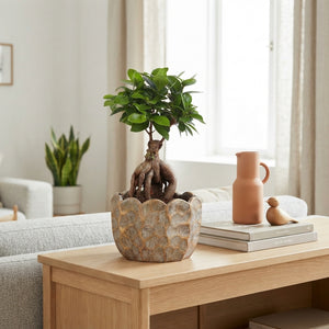 Ficus Ginseng Bonsai – 19cm Ceramic Pot