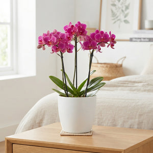 Phalaenopsis Dazzling Lausanne Orchid – 12cm Pot
