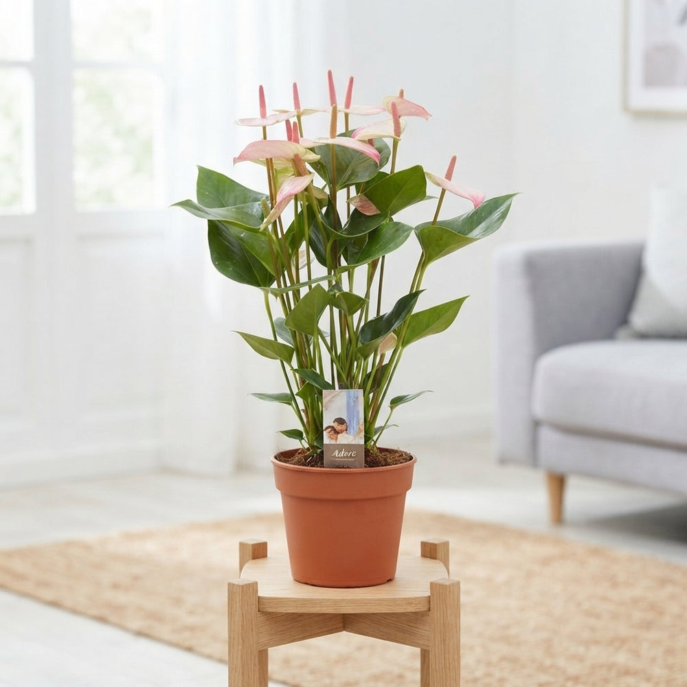Anthurium 'Amalia Elegance' – 17cm Pot, 55cm High