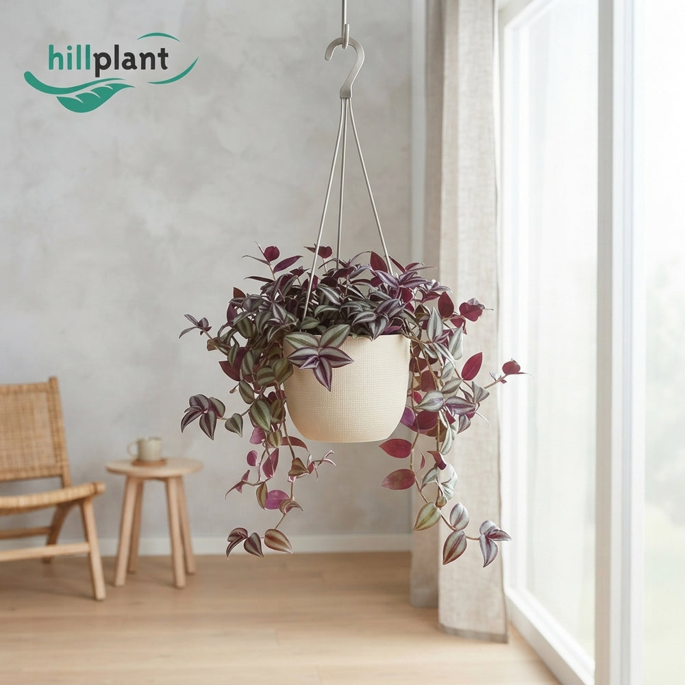 Mixed Tradescantia Houseplant – 17cm Pot