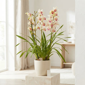 Mixed Colour Cymbidium Orchid – 14cm Pot, 80cm