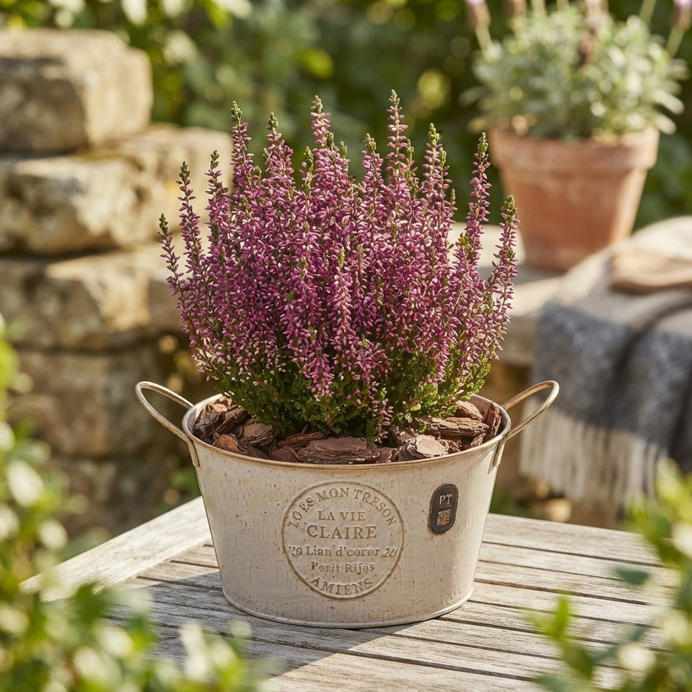 Autumn Outdoor Arrangement in Ornamental Zinc Pot – 20cm