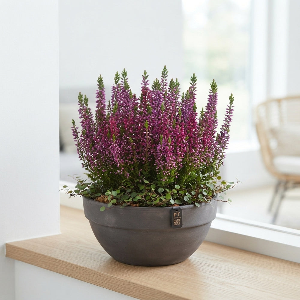 Autumn Outdoor Plant Arrangement – 19cm Terracotta Dish