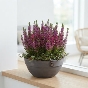 Autumn Outdoor Plant Arrangement – 19cm Terracotta Dish