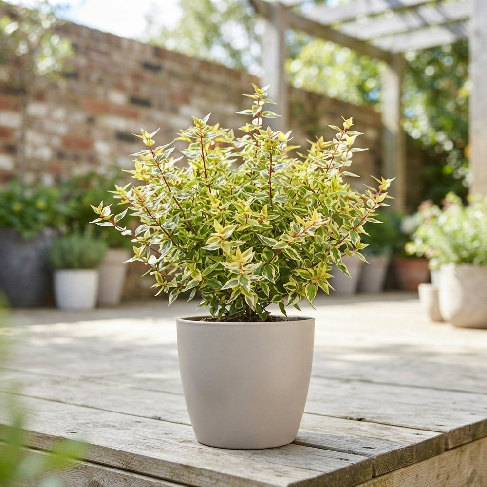 Abelia × grandiflora ‘Kaleidoscope’ – 17cm Pot