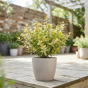 Abelia × grandiflora ‘Kaleidoscope’ – 17cm Pot