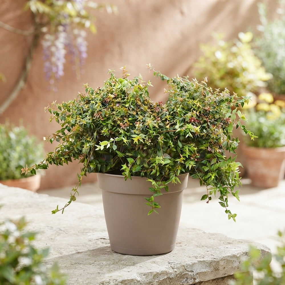 Abelia 'Edward Goucher' – 17cm Pot