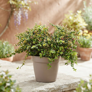 Abelia 'Edward Goucher' – 17cm Pot