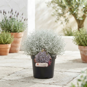 Muehlenbeckia Wire Vine – 26cm Pot, 35cm High