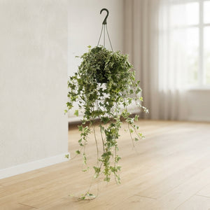 Goldchild English Ivy (Hedera helix) – 19cm Pot