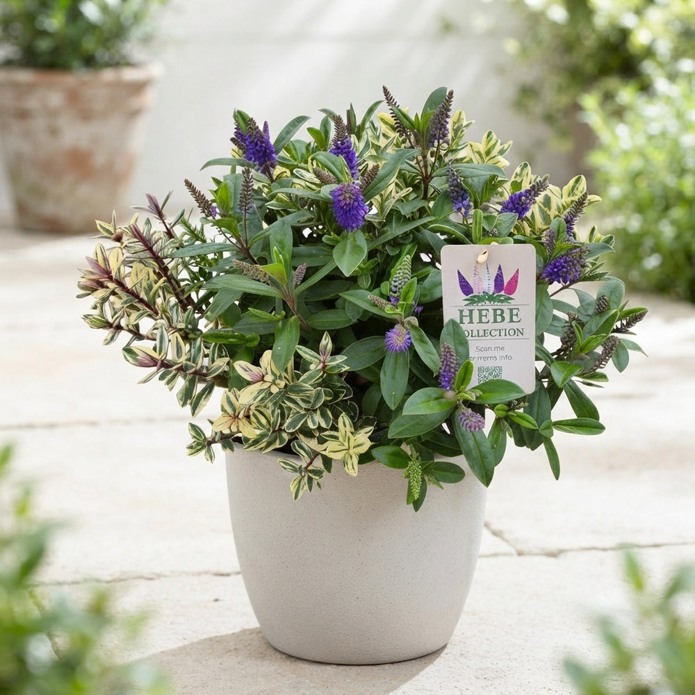 Hebe ‘Q Kiwi Carnaval’ – 23cm Pot