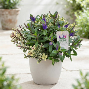 Hebe ‘Q Kiwi Carnaval’ – 23cm Pot