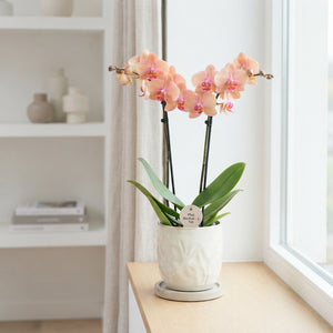 Pink Phalaenopsis Orchid – 2 Stem, 12cm Pot