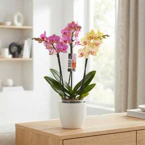 Mixed Phalaenopsis Orchid – 12cm Pot, 60cm High