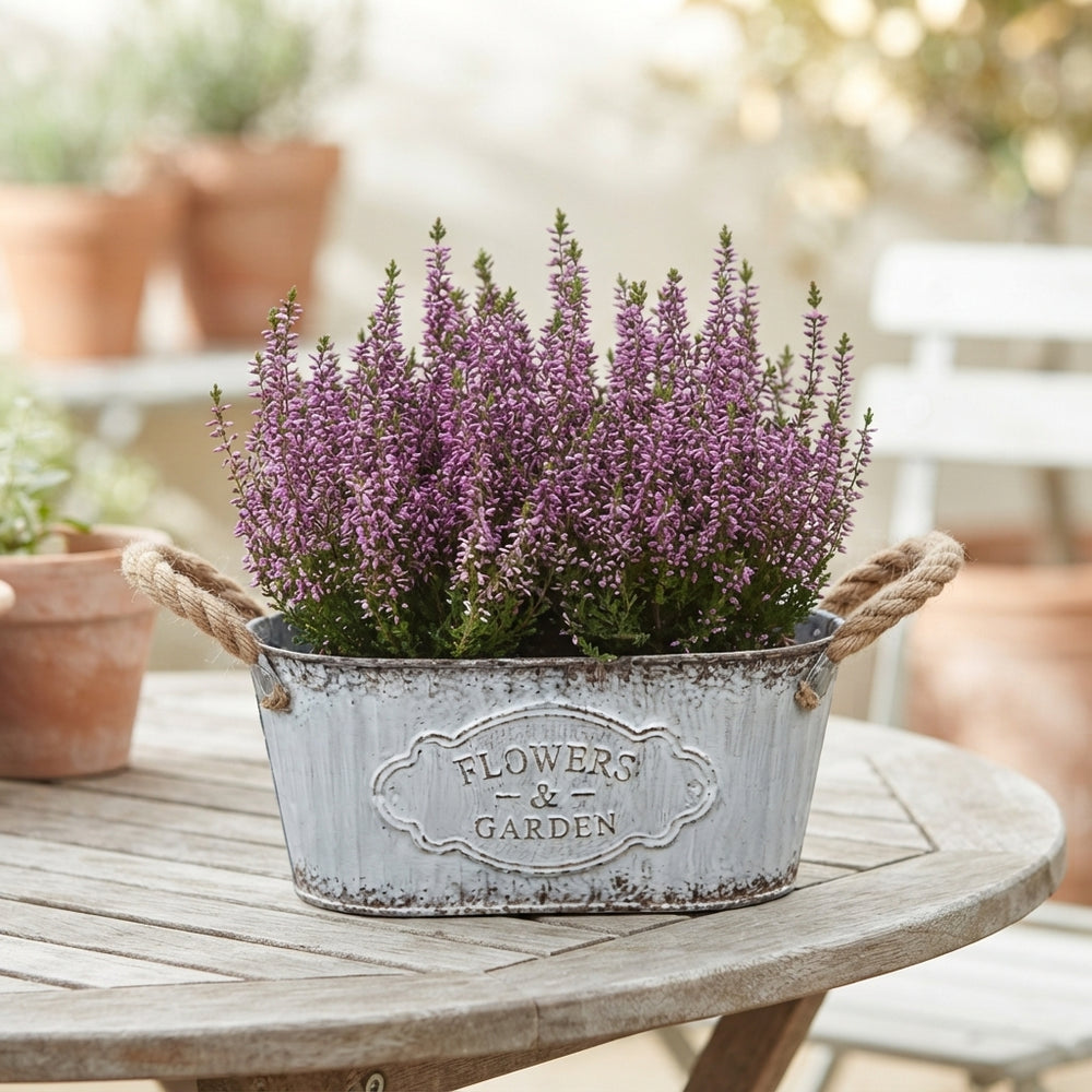 Autumn Outdoor Plant Arrangement – 24cm Oval Zinc Pot