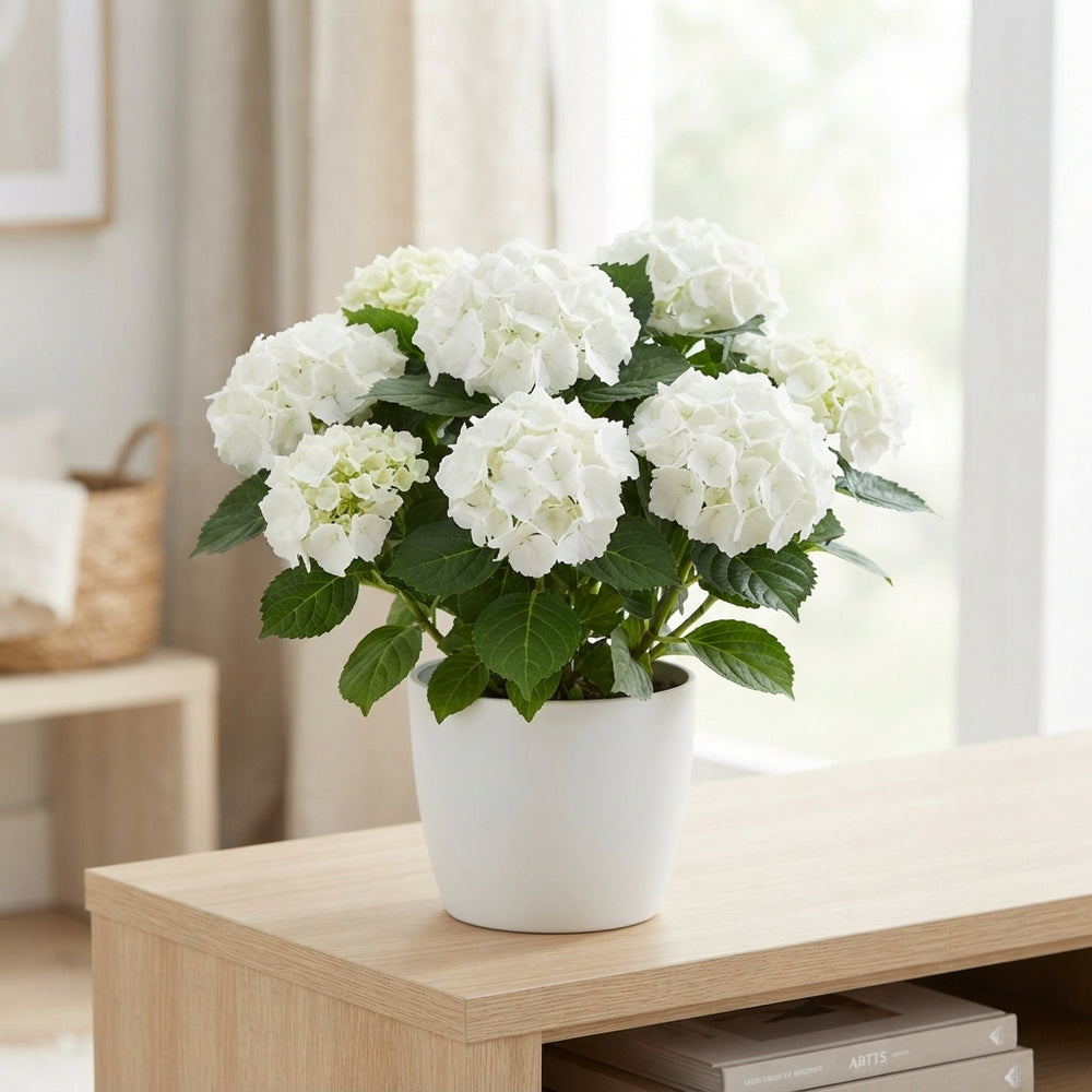 White Hydrangea macrophylla – 14cm Pot, 42cm High