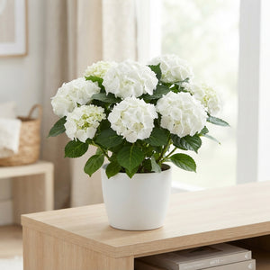 White Hydrangea macrophylla – 14cm Pot, 42cm High