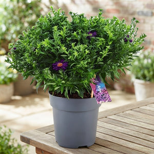 Purple Aster ‘Alpha Dark Purple’ – 17cm Pot