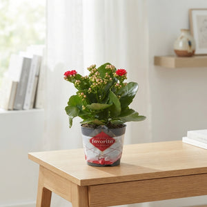 Mixed Double Kalanchoe – 10.5cm Pot