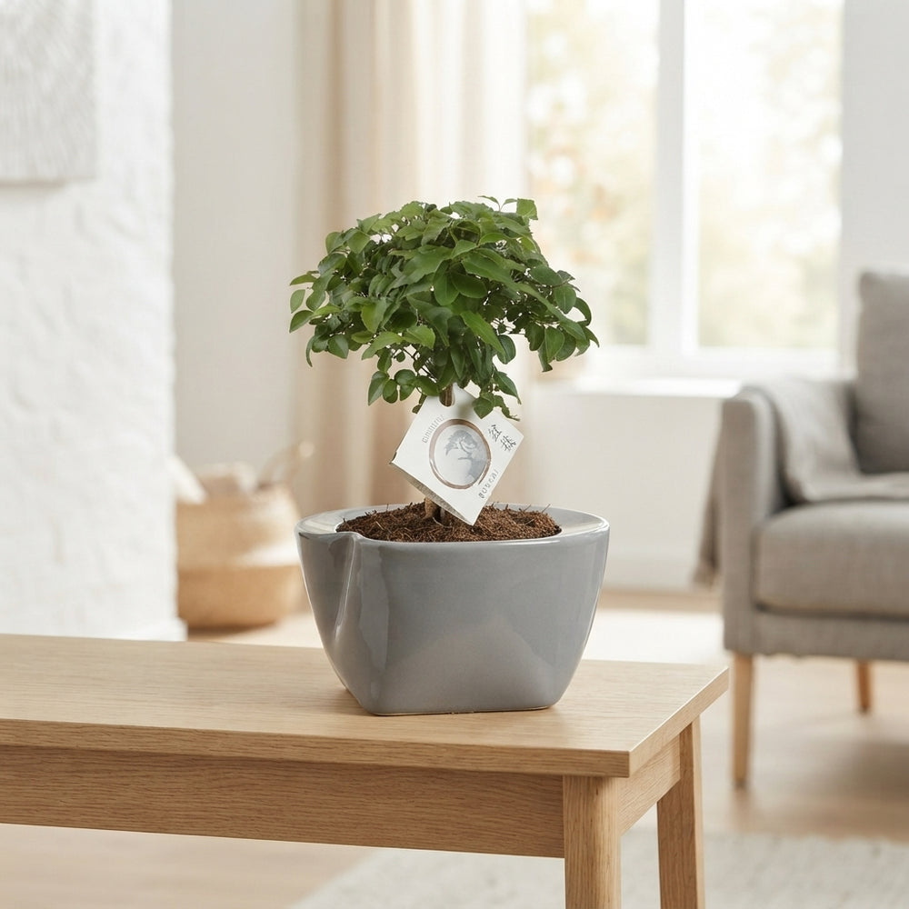 Mixed Indoor Bonsai Tree in Ceramic Pot – 19cm