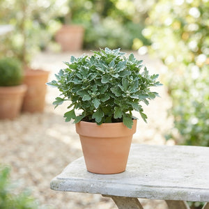 White Silver Ajania (Ajania pacifica) – 12cm Pot