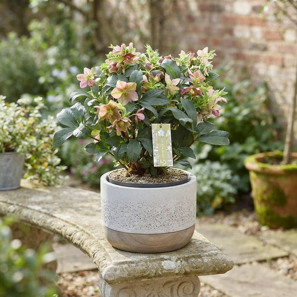 Pink Helleborus ‘Victoria’ – 17cm Pot