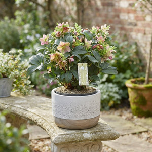 Pink Helleborus ‘Victoria’ – 17cm Pot