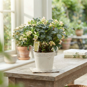 Purple Helleborus ‘Celestina’ – 17cm Pot