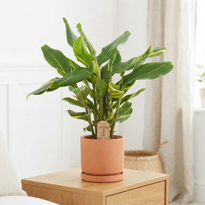 Alpinia Variegata Ginger Plant – 14cm Pot