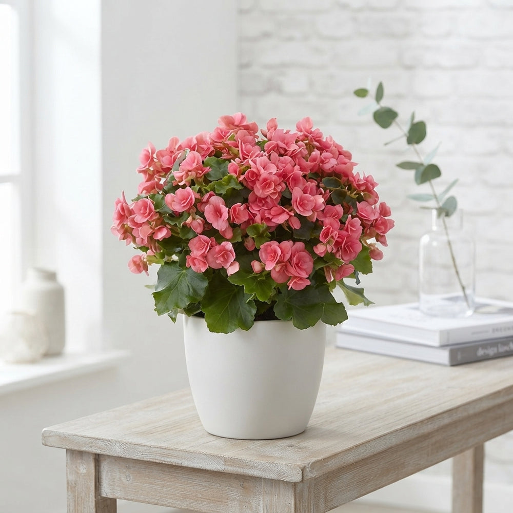 Pink Elatior Begonia (Begonia) – 19cm Pot