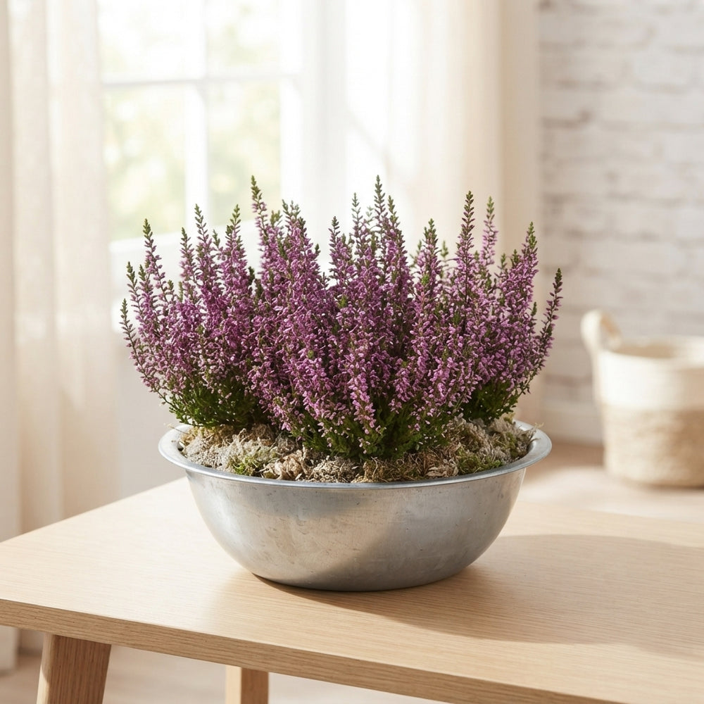 Mixed Plant Arrangement in Extra-Large Zinc Bowl