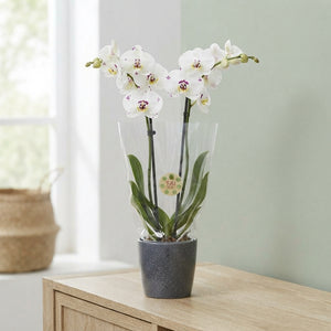 White Phalaenopsis Orchid ‘Amazing Grace’ – 12cm Pot