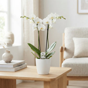 White Phalaenopsis Orchid – 12cm Pot, 60cm High