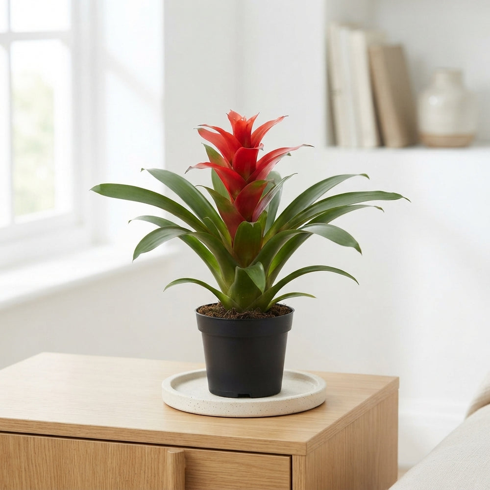 Red Guzmania Bromeliad – 12cm Pot, 45cm High