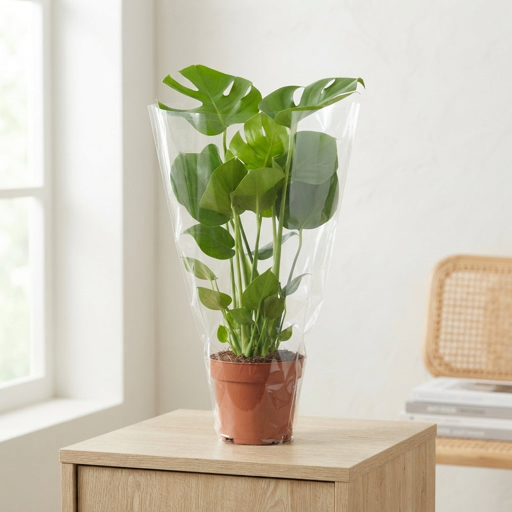 Swiss Cheese Plant (Monstera deliciosa) – 14cm Pot