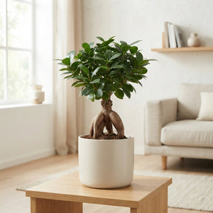 Ficus Ginseng Bonsai – 26cm Ceramic Pot